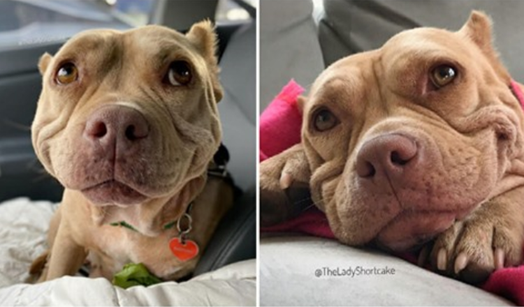 Cão de rua sarnento não consegue parar de sorrir depois de ser resgatado, agora ela é chamada de ‘cachorro mais feliz do mundo’