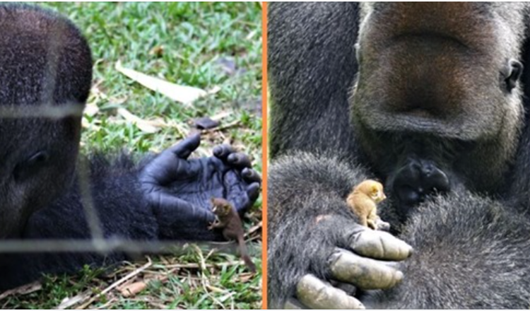 Gorila Enorme Forma Amizade Comovente Com Um Pequeno Bebê Bush