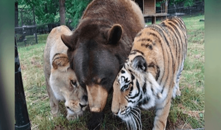 Leão, tigre e urso tornam-se amigos para toda a vida depois de serem resgatados como filhotes.