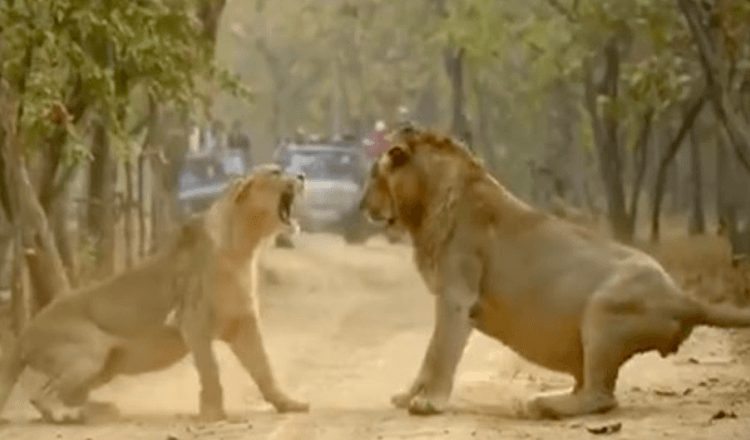 Discussão de leão e leoa mostra que todos os casais são iguais