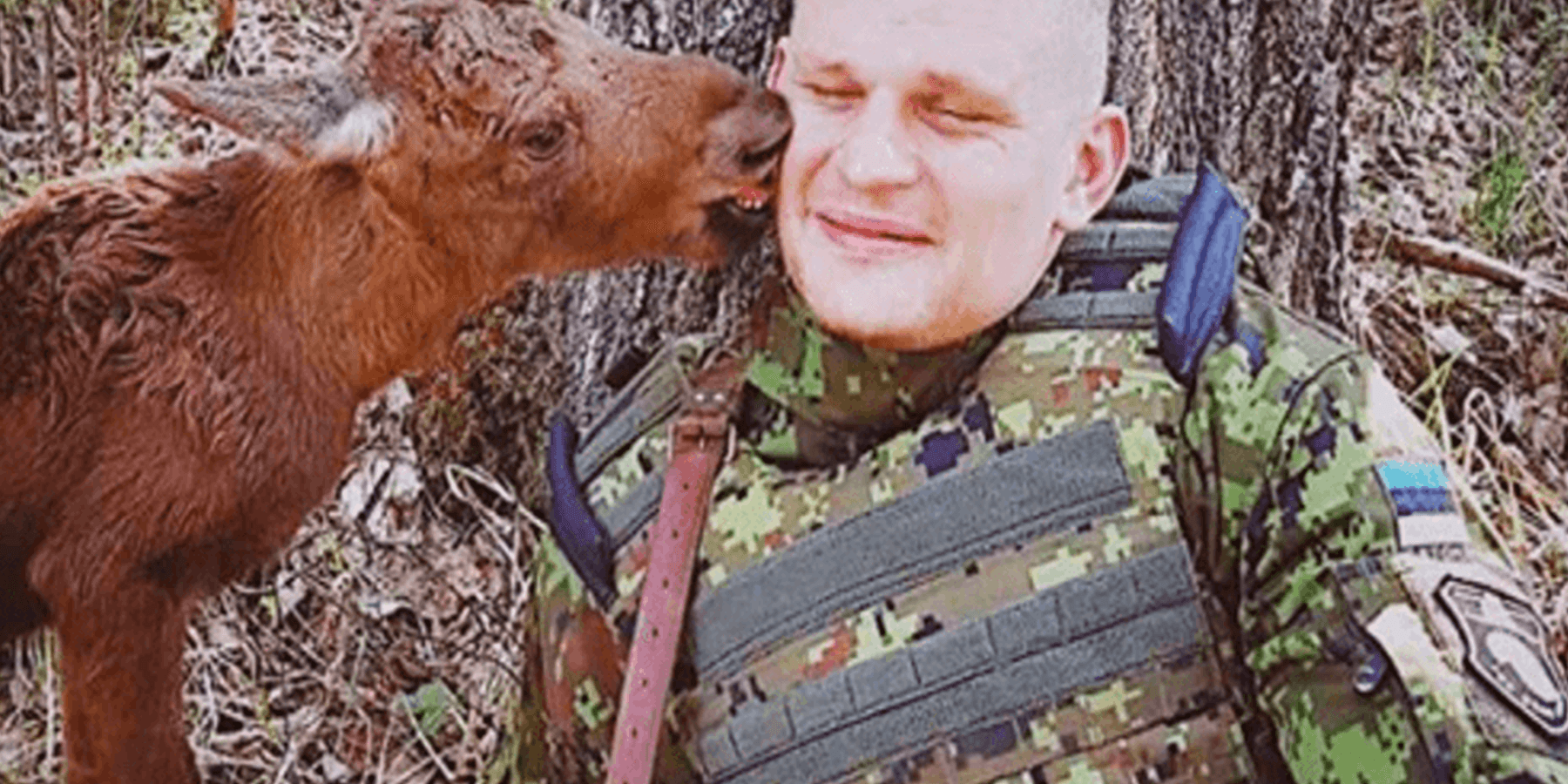 Filhote de alce perdido encontra soldado na floresta e pede ajuda