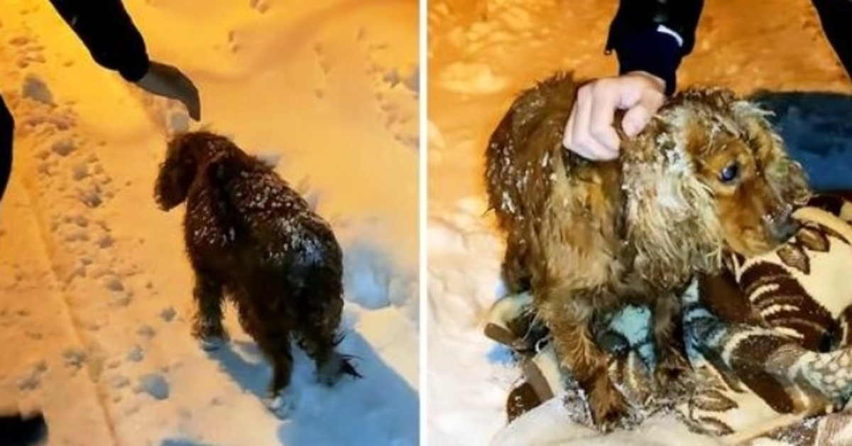 Cachorro deixado para morrer na neve caminha pela estrada com suas últimas forças