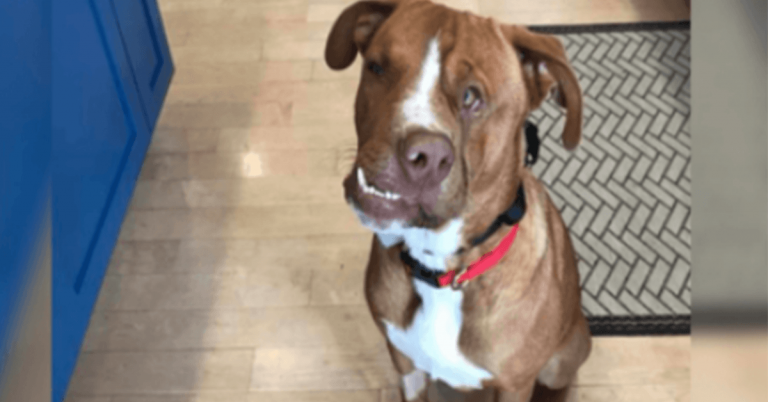 Cachorro de cara torta com coração de ouro encontra a família que ele foi feito para amar (mais de 8 fotos)