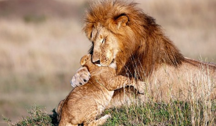 Fotógrafo captura pai leão e filhote em abraço mágico – Rei Leão da vida real (+5 fotos)
