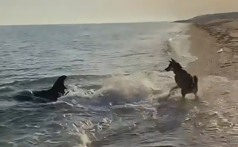 Vídeo incrível mostra cachorro e golfinho brincando juntos na praia