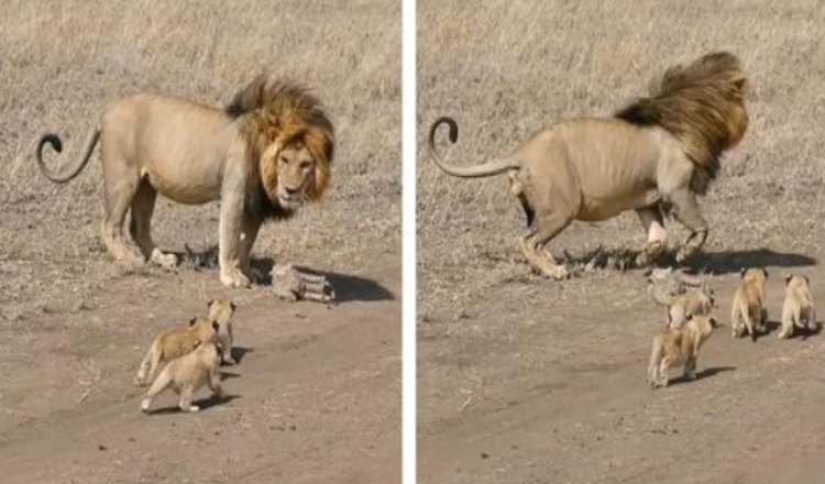 Pai leão tenta se livrar de seus pequenos filhotes em imagens emocionantes