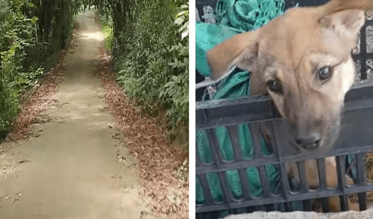 Homem encontra cachorro abandonado e ferido em uma caixa preta no caminho de volta para casa