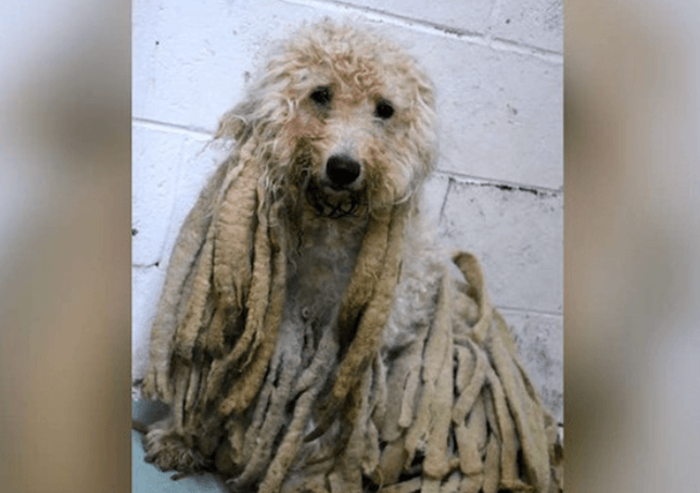 Poodle coberto de dreadlocks sujos é libertado de quilos de cabelo