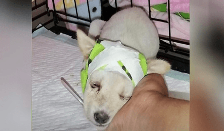 Cachorro de rua com crânio quebrado surpreende veterinários ao acordar pronto para uma nova vida