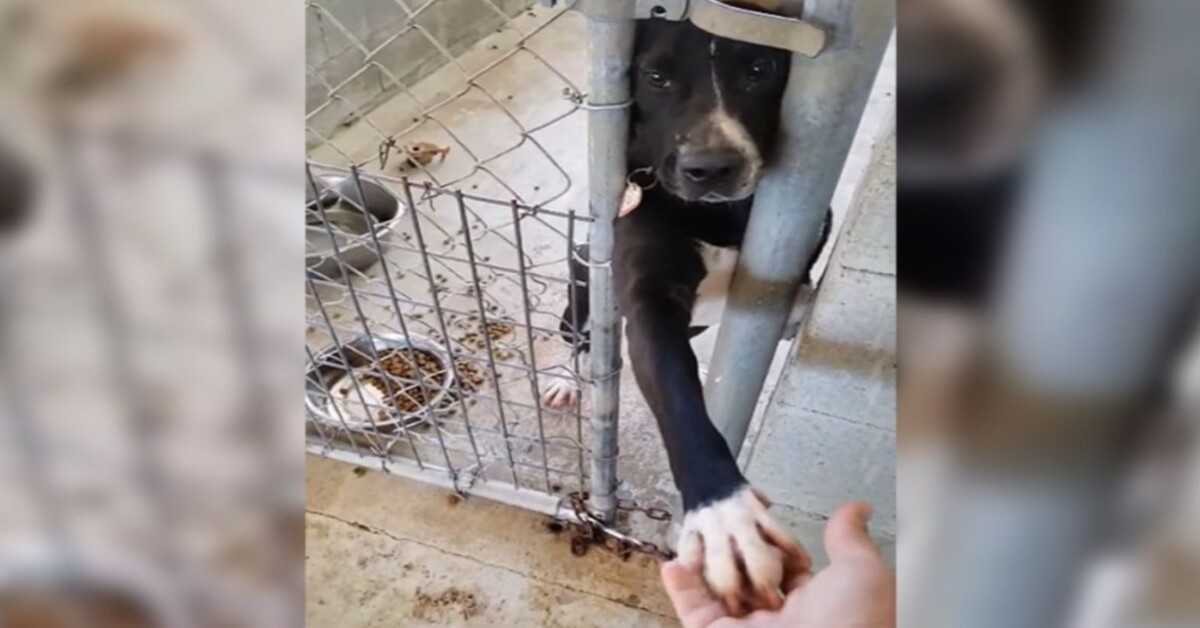 Cão senta no abrigo pedindo para segurar a mão de quem passa