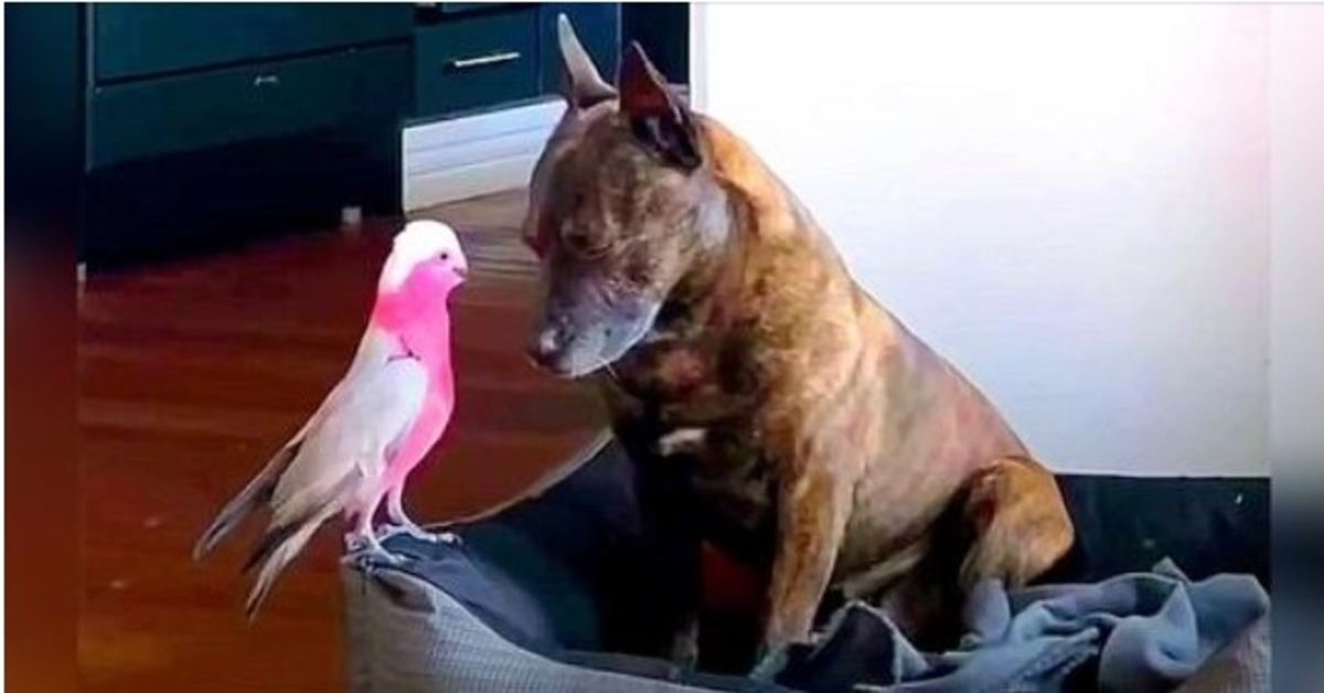 Cachorro deprimido chora o dia todo depois que o pássaro ferido que ele salvou se curou e voou para longe