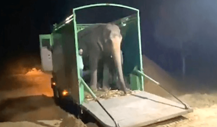 Elefante cega finalmente teve seu primeiro gosto de liberdade após 46 anos de abuso em cativeiro