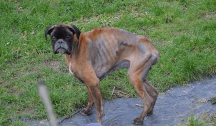 Após a morte de seus donos, cão foi deixado em estado miserável vivendo nas ruas por 2 anos