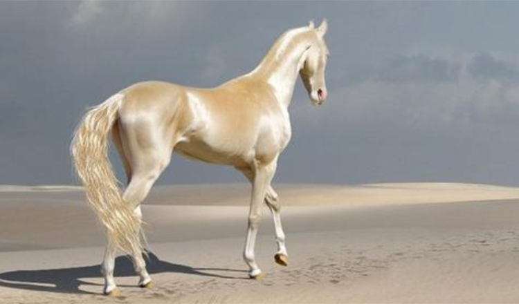 Conheça a criatura rara que as pessoas estão chamando de ‘o cavalo mais bonito do mundo +7 fotos