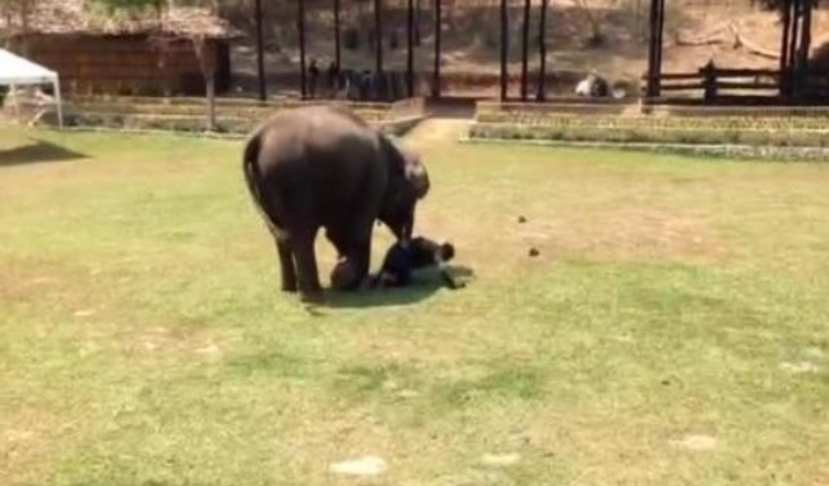 Elefante testemunha ‘ataque’ em seu cuidador e corre para resgatá-la