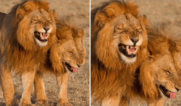 Dupla de leões capturada na câmera rindo no Parque Nacional Masai Mara, no Quênia