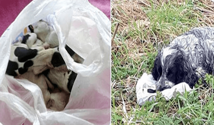 Cachorra encontrada na estrada segurando uma sacola plástica com seus filhotes