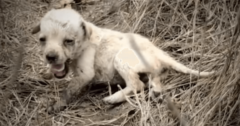 Filhote de cachorro abandonado em um campo sozinho sente amor pela primeira vez
