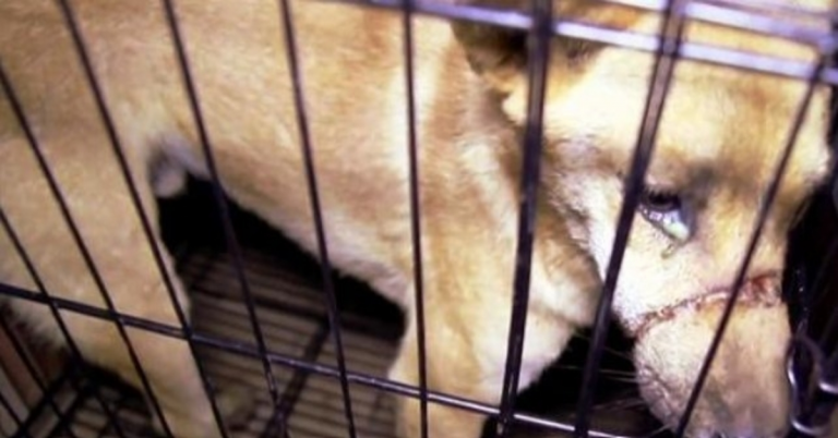 Mulher vê lágrimas nos olhos de um cachorro esperando para ser morto no comércio de carne de cachorro