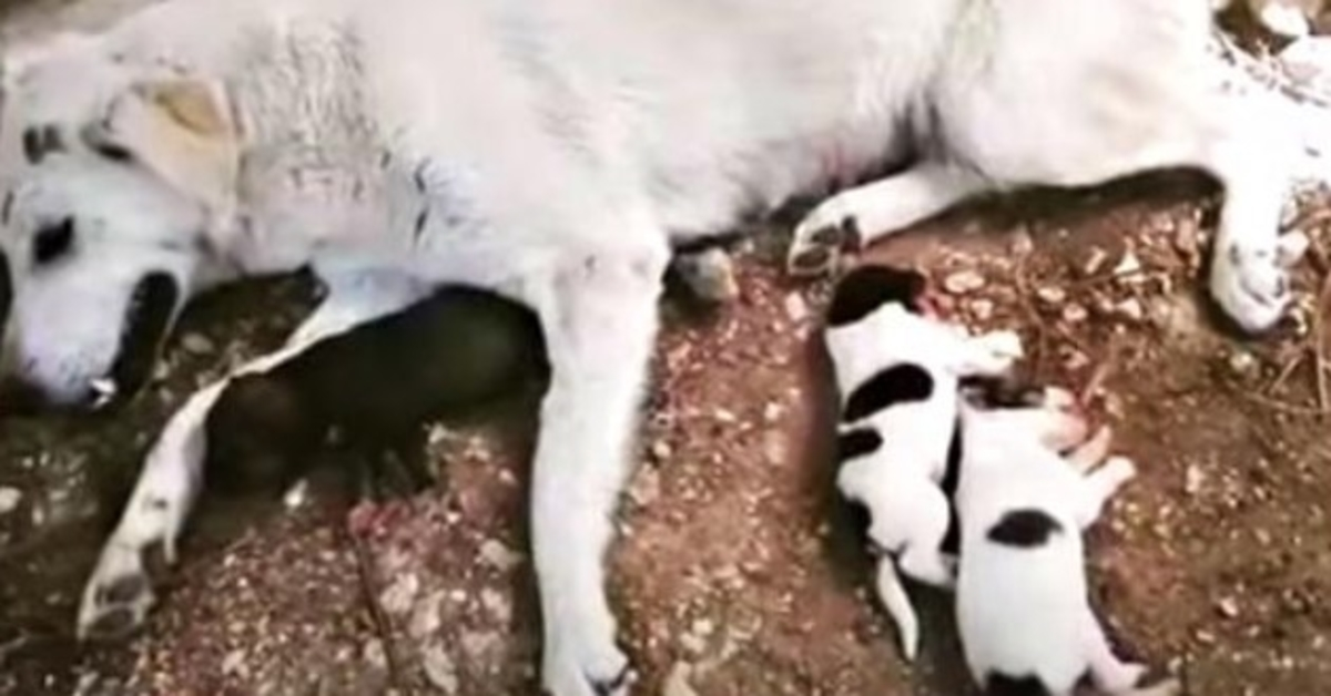 Cão paralisado no carro quando ela entrou em trabalho de parto, mamãe e bebê se agarram e pedem oração