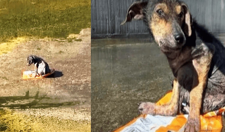 Capturado por um homem sem alma que cortou sua perna Cão assustado implora para ser salvo