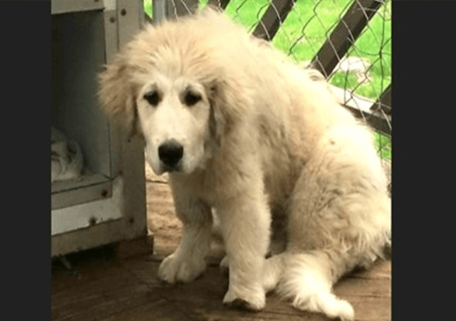 Cachorro negligenciado dos Grandes Pirinéus com pata deformada ganha uma segunda chance