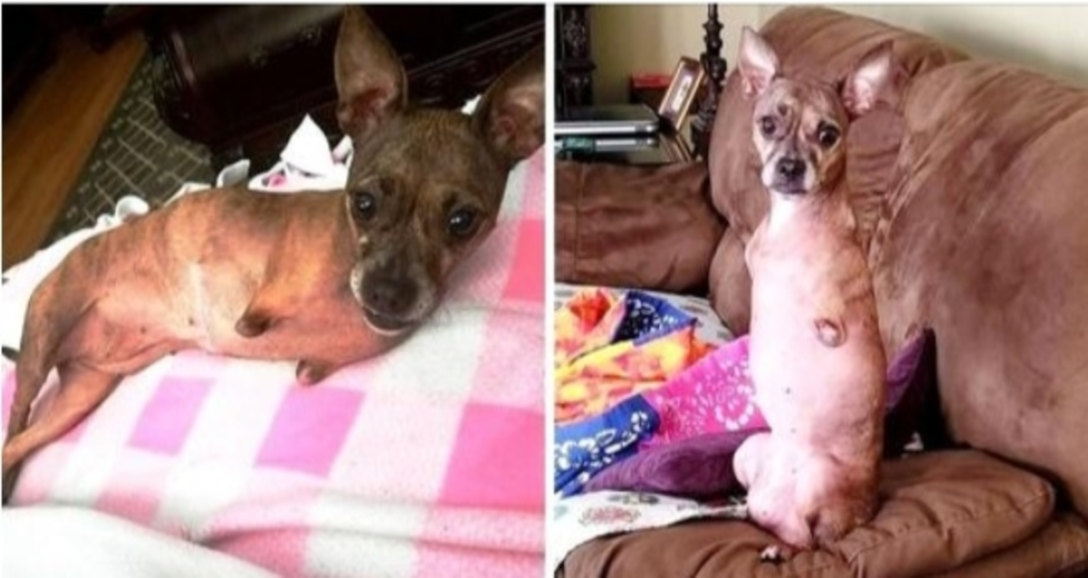 Cão de duas patas rejeitado por 8 anos e devolvido 3 vezes implora por uma chance na vida