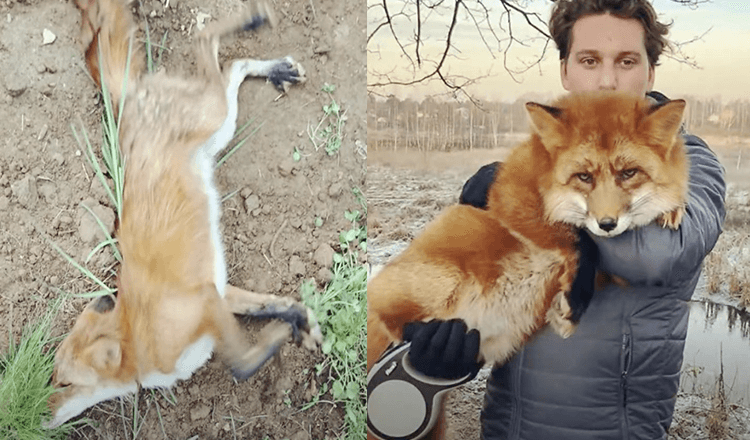 Homem salva uma raposa selvagem que estava morrendo depois que eles se tornaram melhores amigos (+15 fotos)