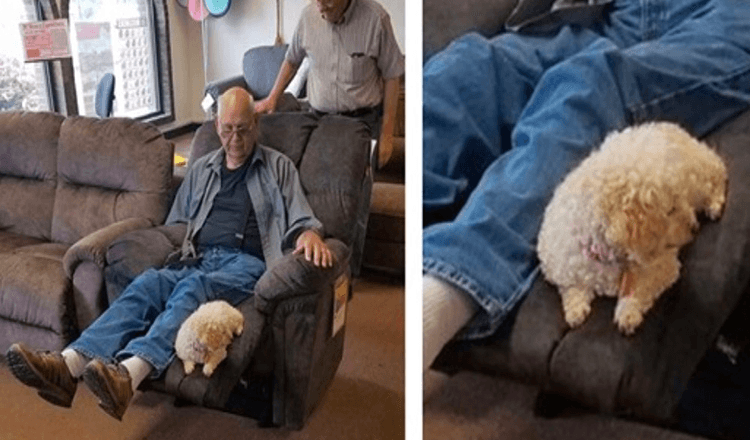 Vovô levou seu cachorro à loja de móveis para garantir que ela aprovasse a nova cadeira