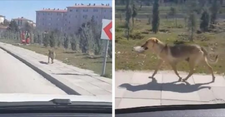 Homem vê cachorra de rua carregando tigela de comida e decide segui-la