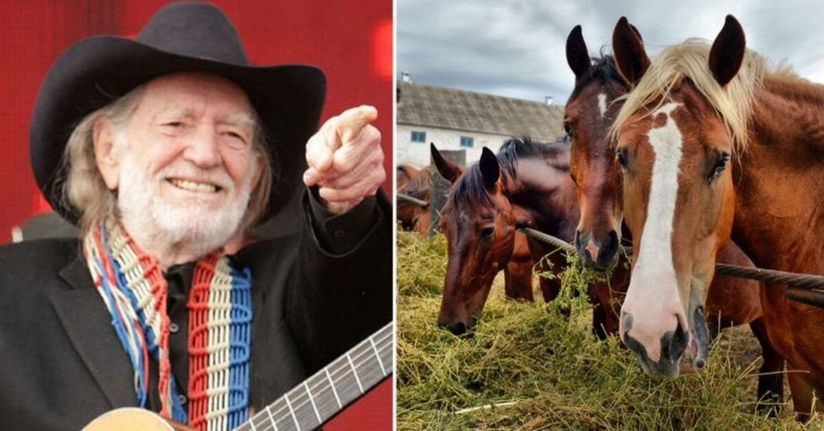 Willie Nelson resgatou 70 cavalos de um matadouro para deixá-los vagar livremente em seu rancho no Texas