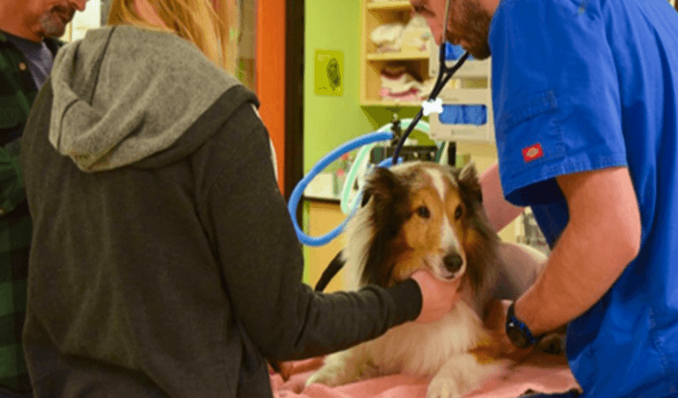 Cão paralisado estava prestes a ser sacrificado até que o veterinário sentiu um carrapato