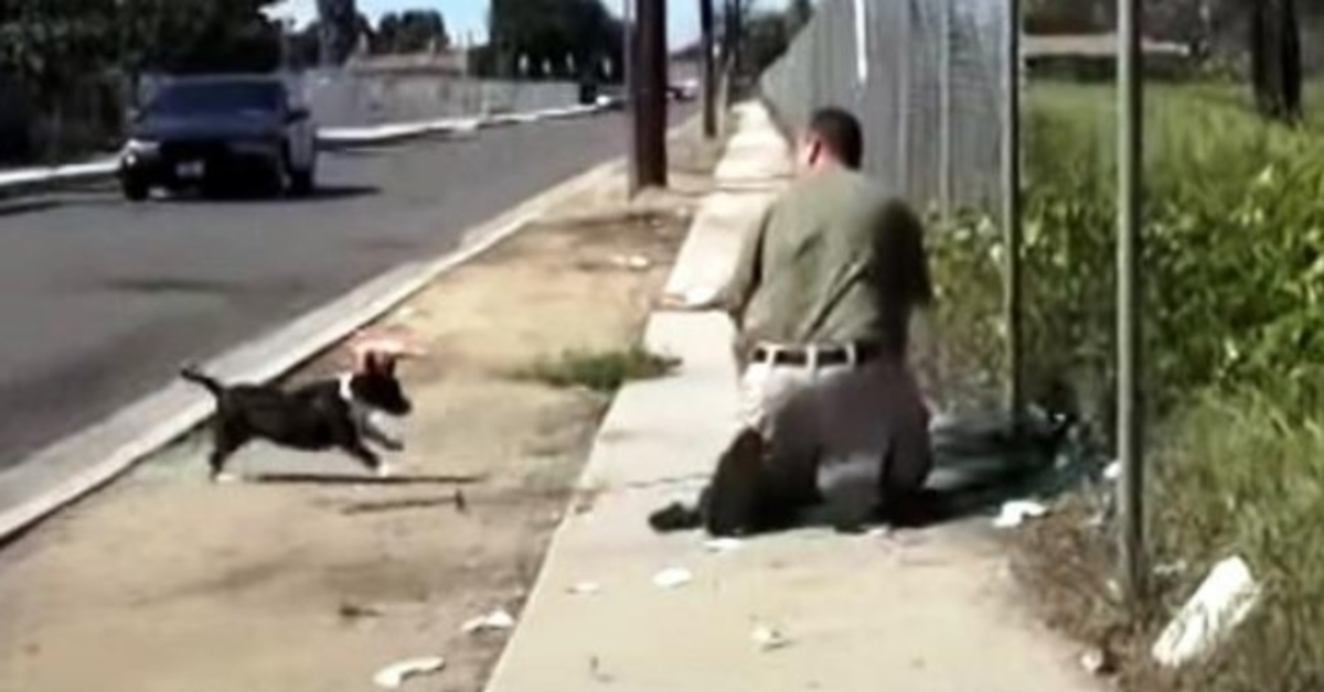 Cachorra perdida enlouquece ao ver um homem prendendo seu único filhote em uma rede