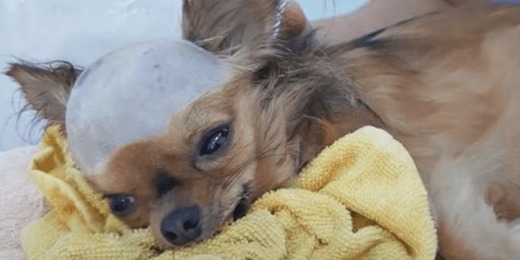 Cachorro despedaçado na cabeça quer viver apesar de seu corpo se desligar