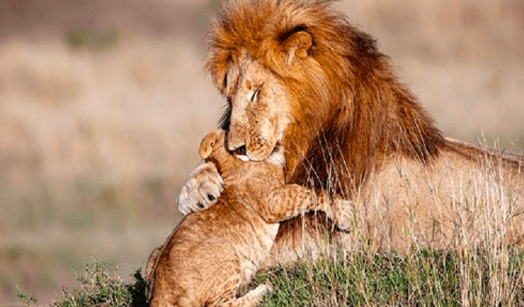 Rei Leão da vida real (mais de 7 fotos) – Fotógrafo captura pai leão e filhote em um abraço mágico