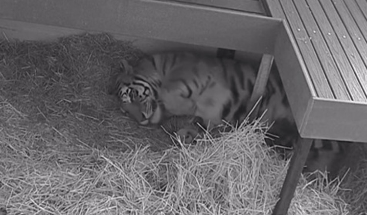 Tigre dá à luz 3 filhotes no zoológico de Toronto após gravidez de 104 dias: ela é uma mãe exemplar