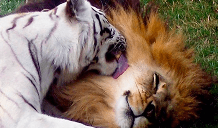 Leão se apaixona por tigre branco e fogem juntos do zoológico