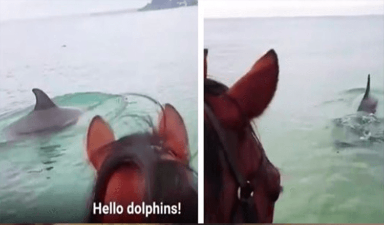 Cavalo capturado em vídeo viral trotando no oceano para encontrar golfinhos