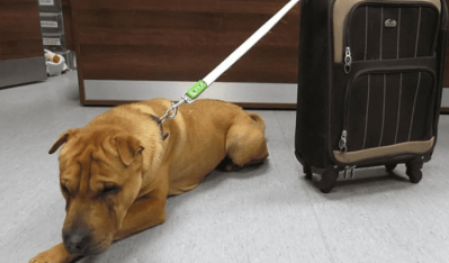 Cachorro foi abandonado em estação de trem com uma mala cheia de pertences