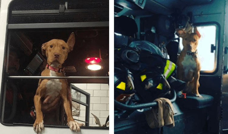 Cachorra deixada para trás pela família passa o dia todo com os bombeiros