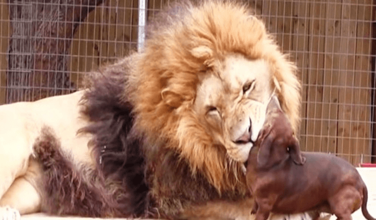 Espectadores entraram em pânico quando um minúsculo cão salsicha chegou muito perto de um enorme leão de 500 libras