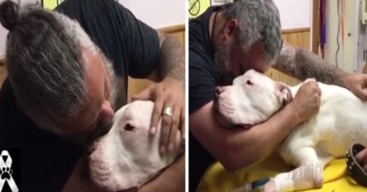 Homem abraça cachorrinha de 14 anos entre lágrimas e morre segundos depois: “Não me abandone”