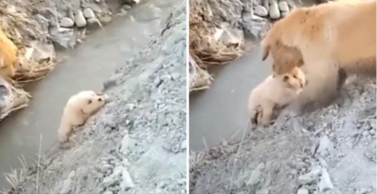 Mamãe Cachorra salva seu cachorrinho de cair em uma vala. Ela agiu destemidamente para ajudá-lo