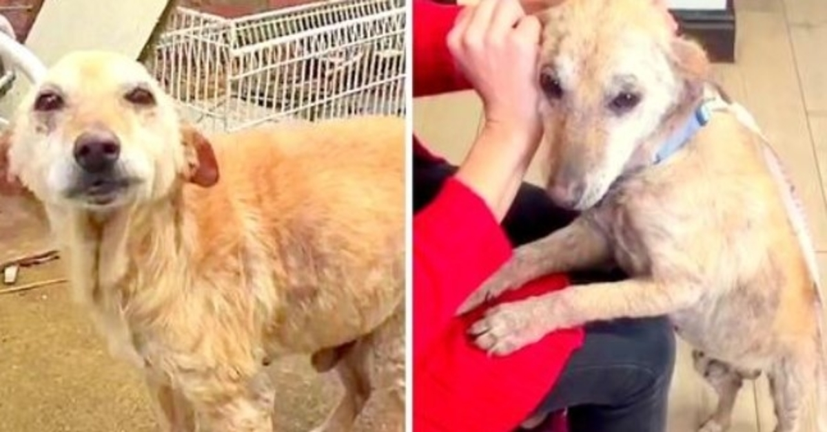 Veterinário pediu para eutanasiar cachorro indesejado, mas o cachorro triste ainda quer viver