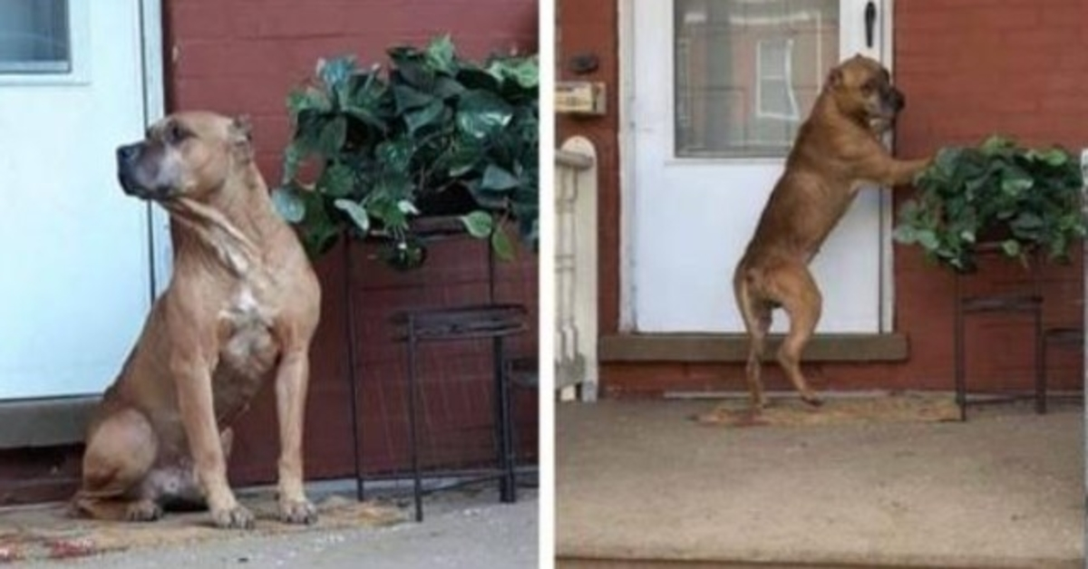 Cachorro esperou na varanda por semanas depois que sua família se mudou