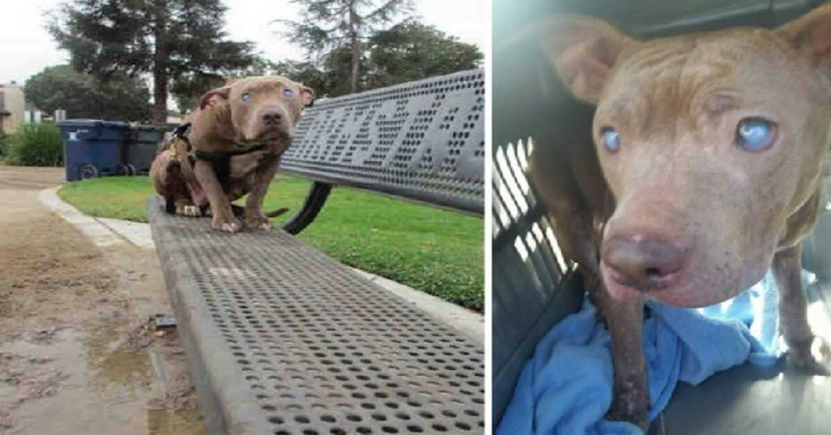 Pitbull cega abandonada no banco do parque depois de dar à luz finalmente recebe o amor que merece