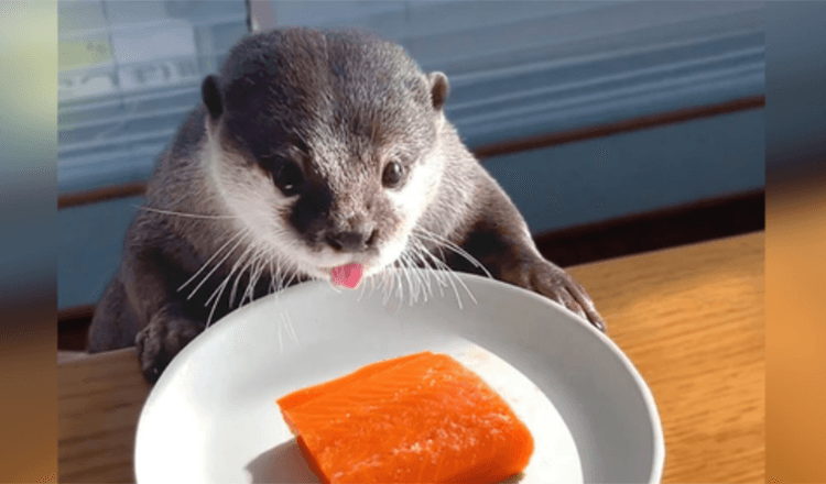 Lontra gordinha em uma dieta recebe um deleite de salmão para o dia da trapaça e é a coisa mais fofa