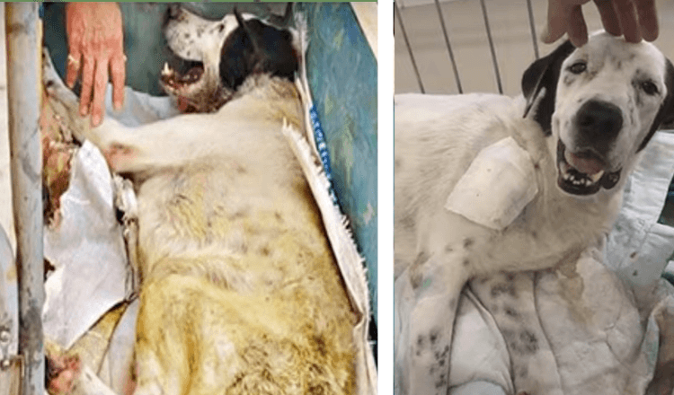 Cachorro no leito de morte olha para a primeira pessoa que prestou atenção e sorri apesar de sua dor