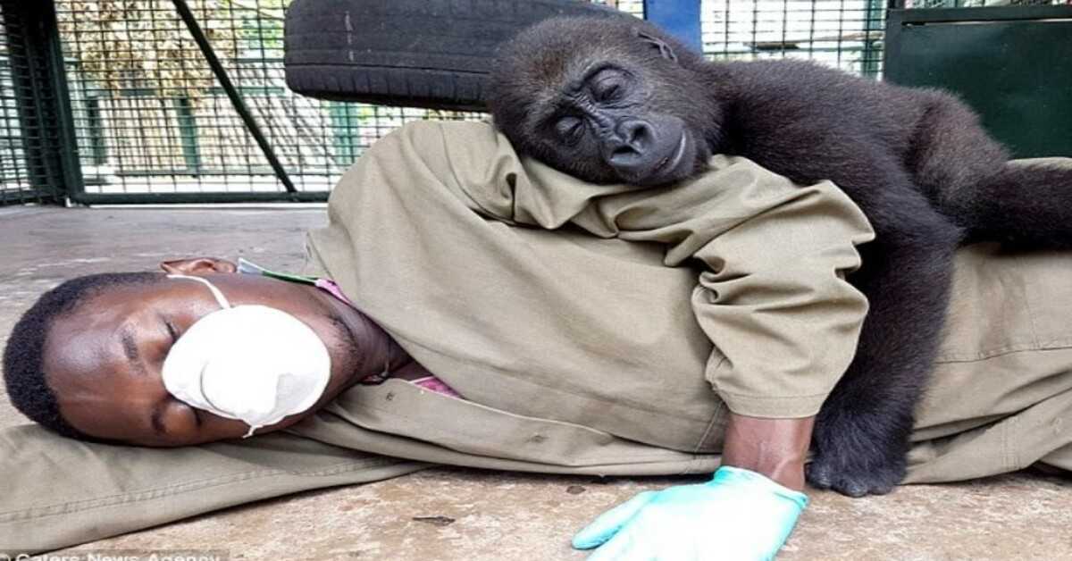 Gorila órfão exige ser abraçado por seu cuidador após ser resgatado