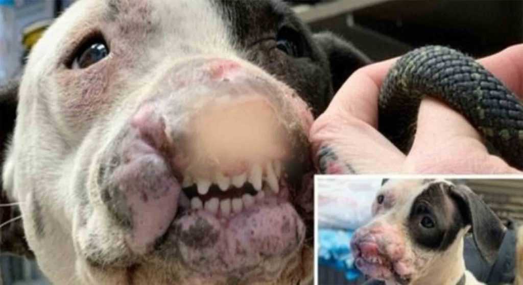 Cachorro amigável com rosto mutilado e sem narinas deixadas para morrer em parque local